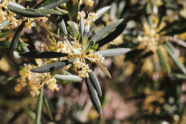 la fioritura dell'ulivo