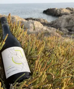 Lilium bianco Sicilia