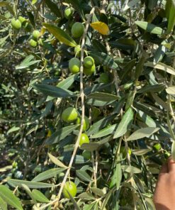 Olio EVO di Nocellara del Belice