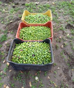 Olio extravergine di oliva Nocellara del Belice