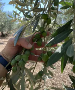 Olio extravergine di oliva biologico