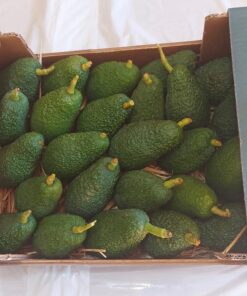 Alternative view of Box Avocado